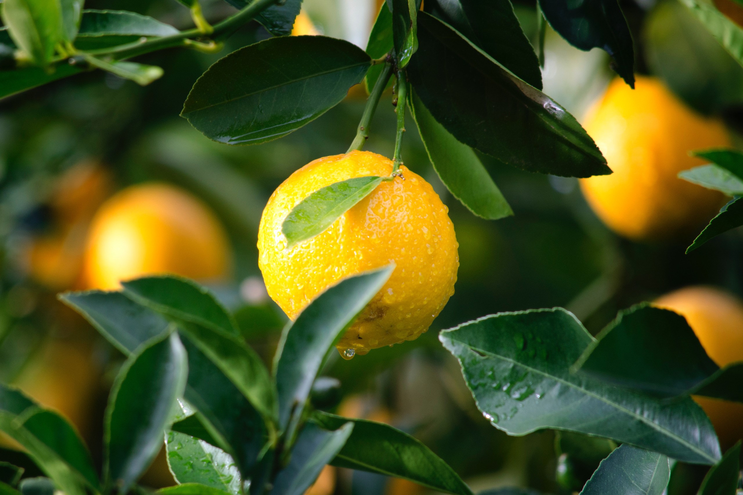 Food and Agricultural Sciences
